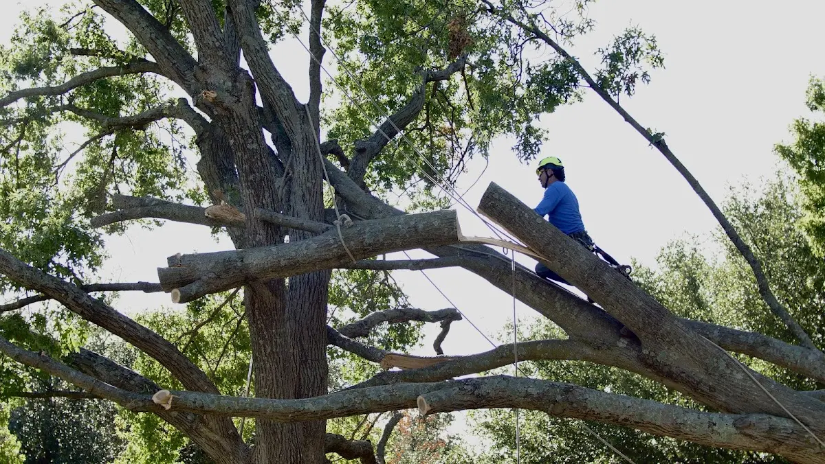 Professional Crown Thinning performed by certified arborists in Oysterville