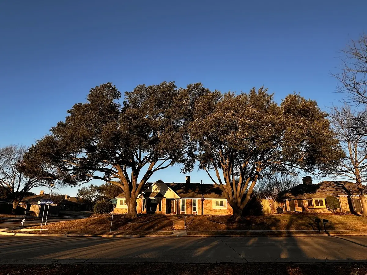 Established residential canopy tree shading a home in Oysterville